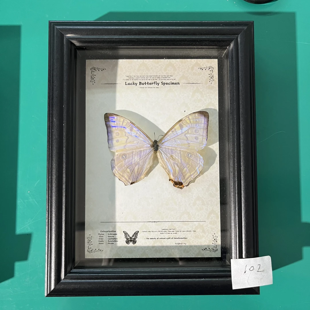 蝴蝶标本专拍102