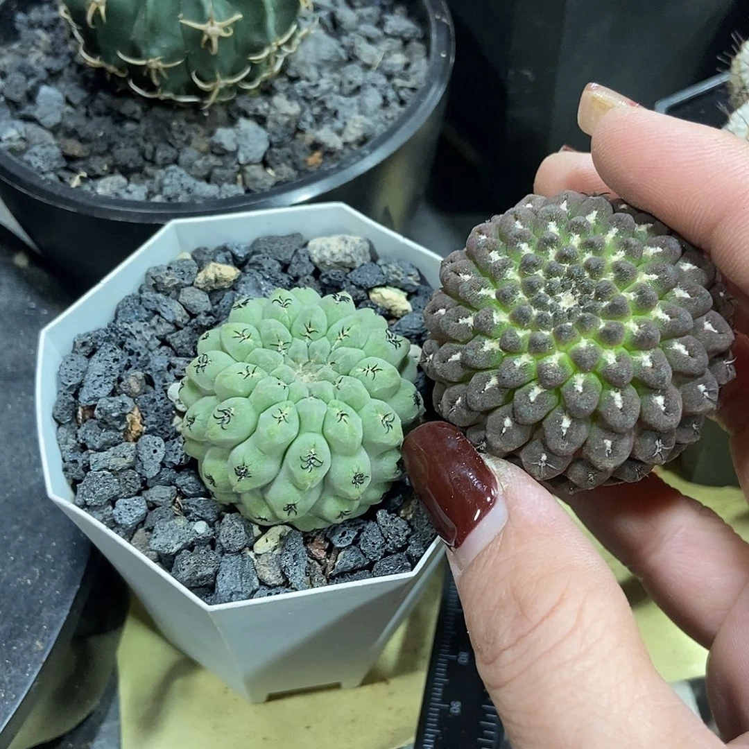 虾***仁实生黑罗汉，蓝白肌豹头