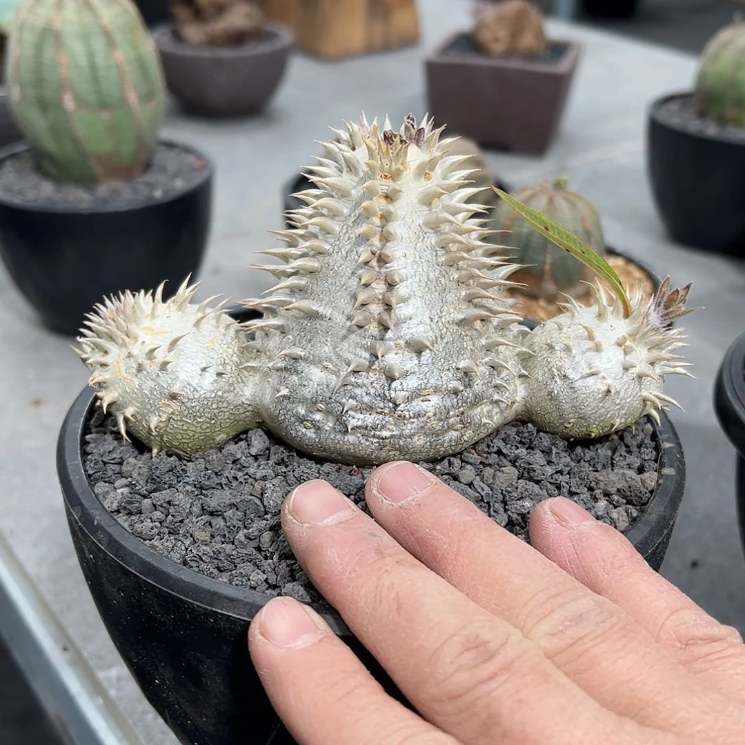 林*三头双排刺惠比大黑8888888