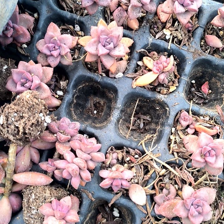 满6元包邮，姬胧月三颗