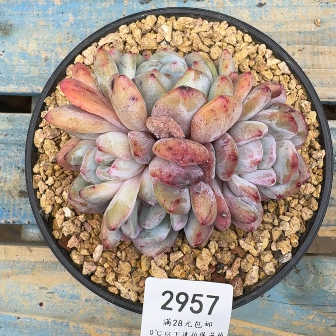 Y***汪2957星影（11厘米左右）