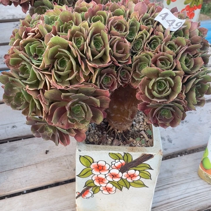 多肉的大长鼻啊呜呜啊