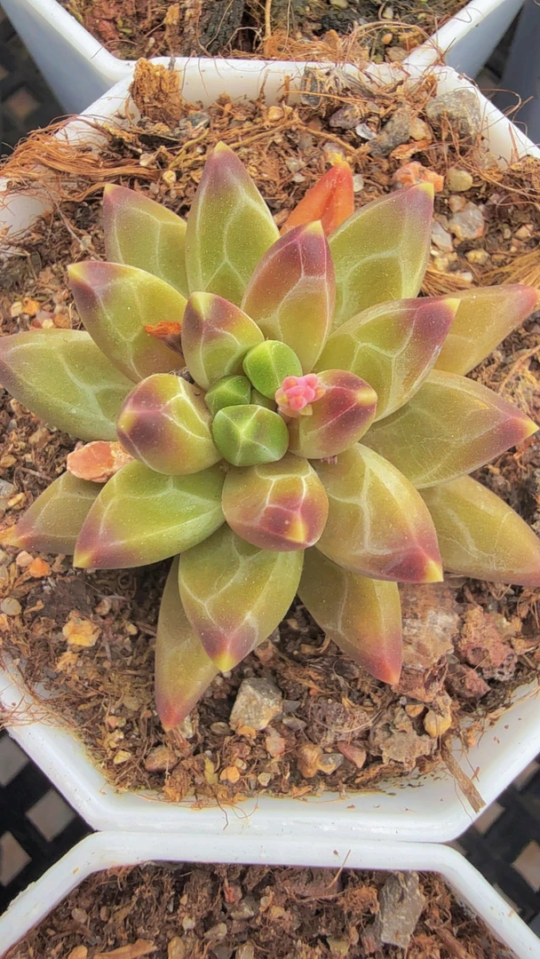 梵高（满9.9包邮）