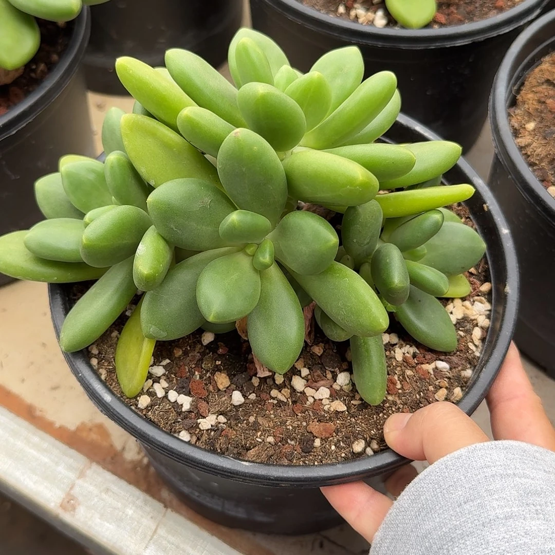 芒果奶整无砍老桩群生