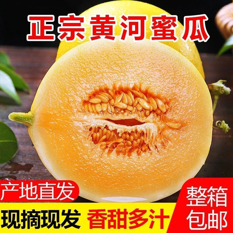 陕西黄河蜜金红脆瓜新鲜现摘脆甜多汁自然熟成水果