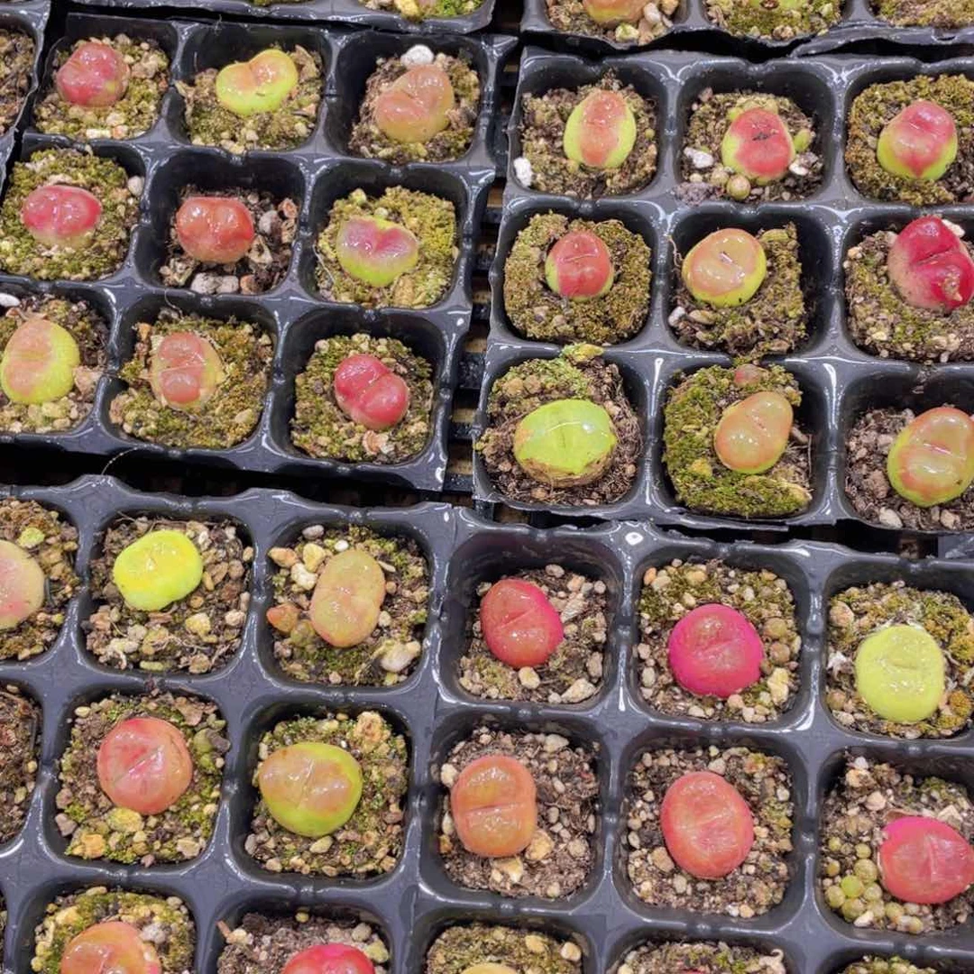 量拍13号 六年毛汉尼九个