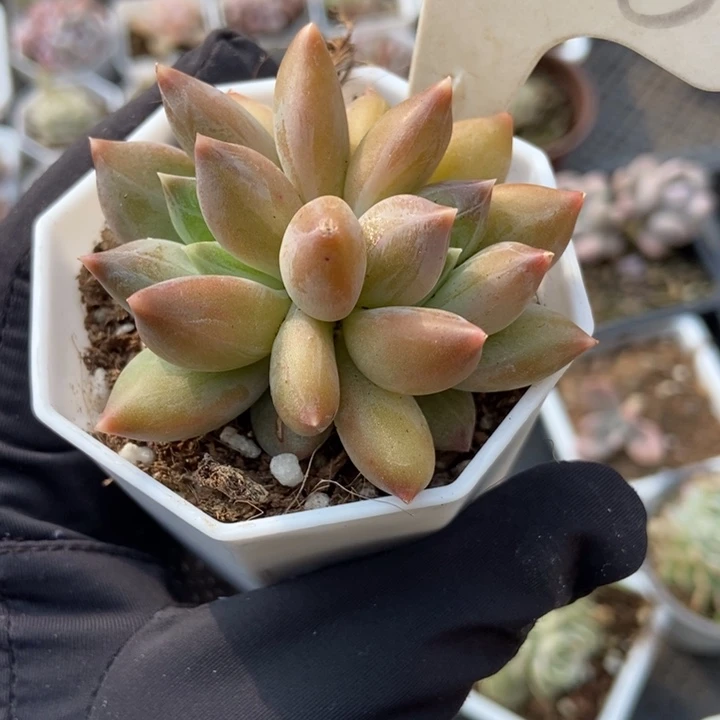 2005重楼多肉植物保护