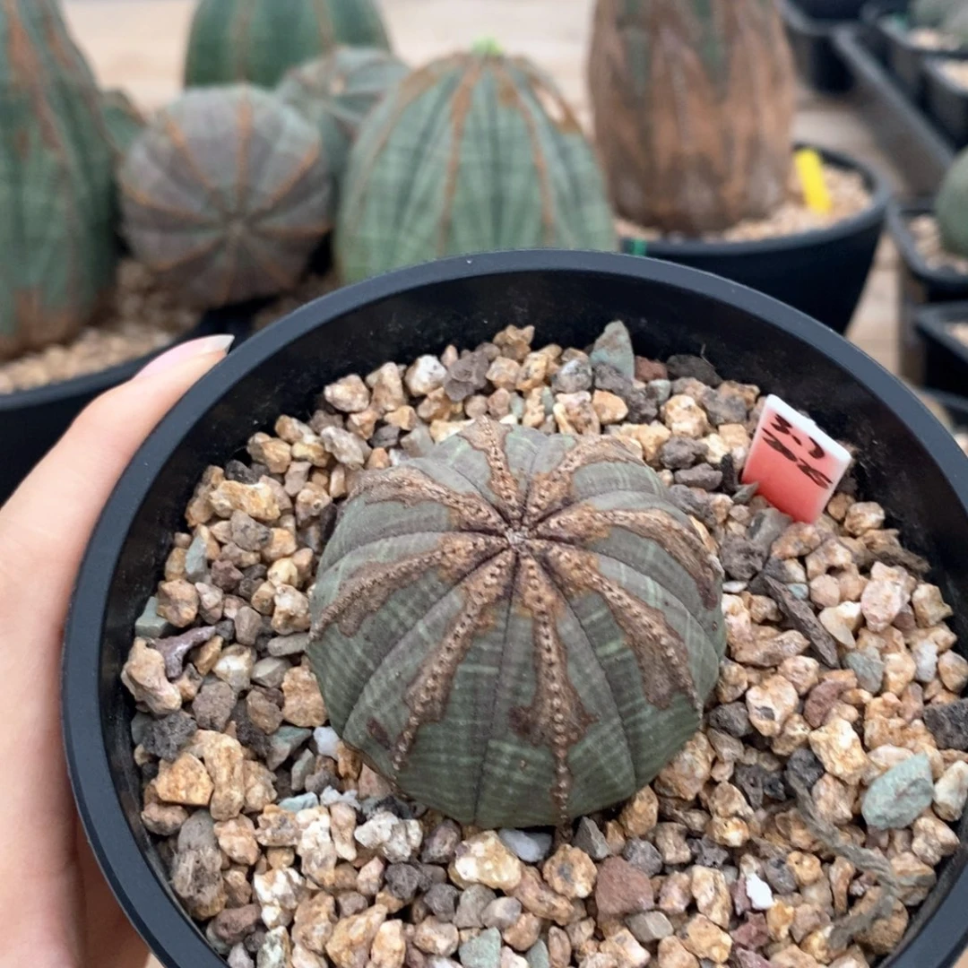 6欧系实生布纹球一物一拍