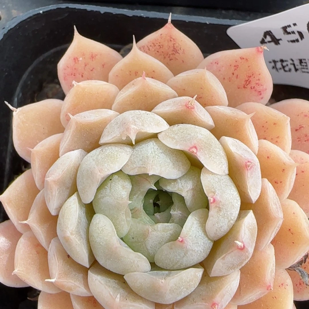 花语逸镜0214-456