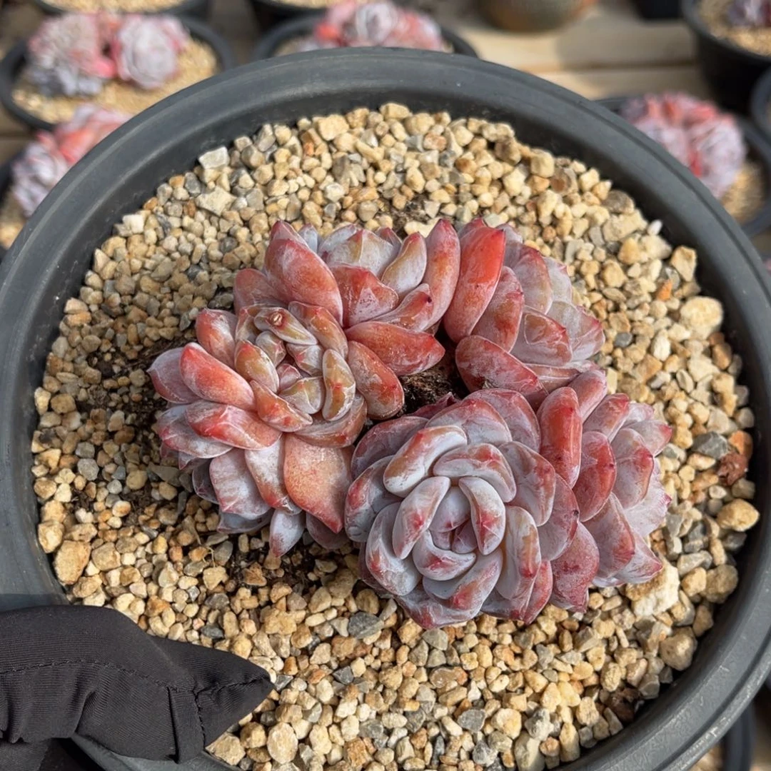 一物一拍不支持退换