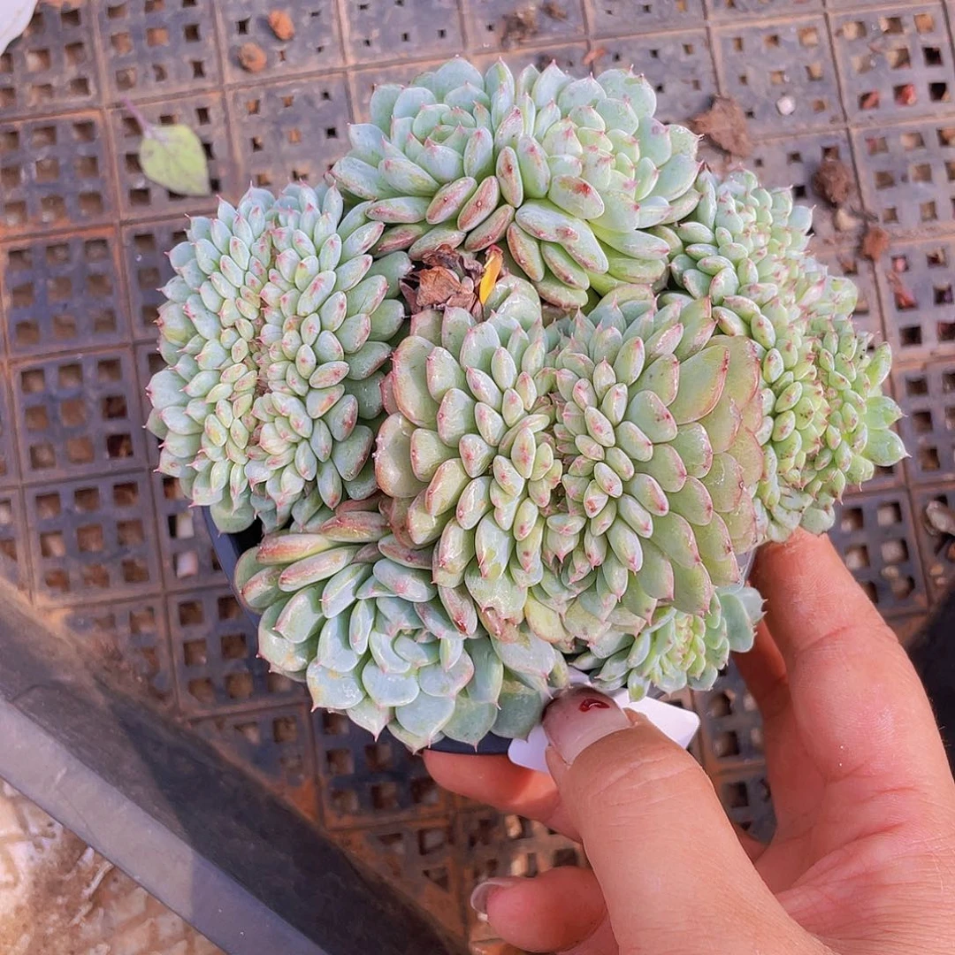 502。白胖子缀化。