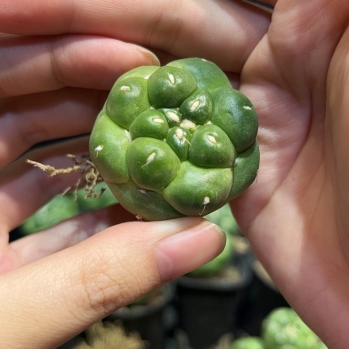 3.8cm自根无刺象牙小萝卜