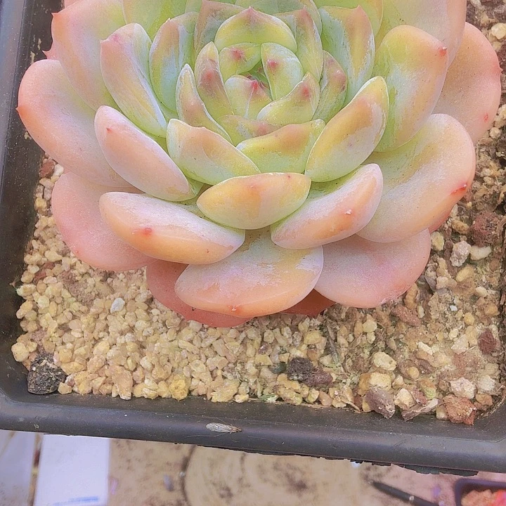 刘***云石化橙子多肉植物一物一拍