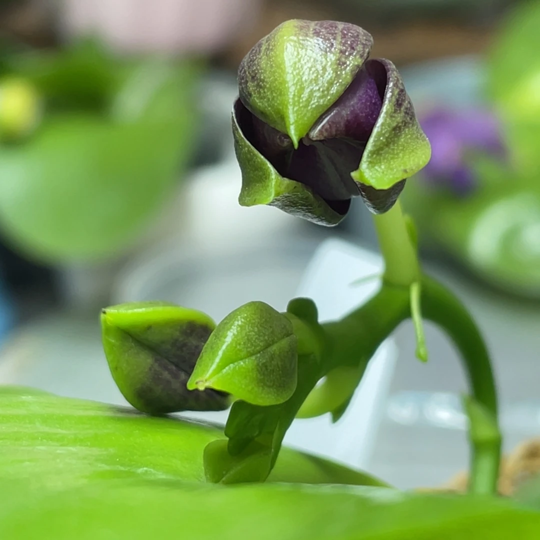 全部花苞两倍钻石交蓝喜鹊