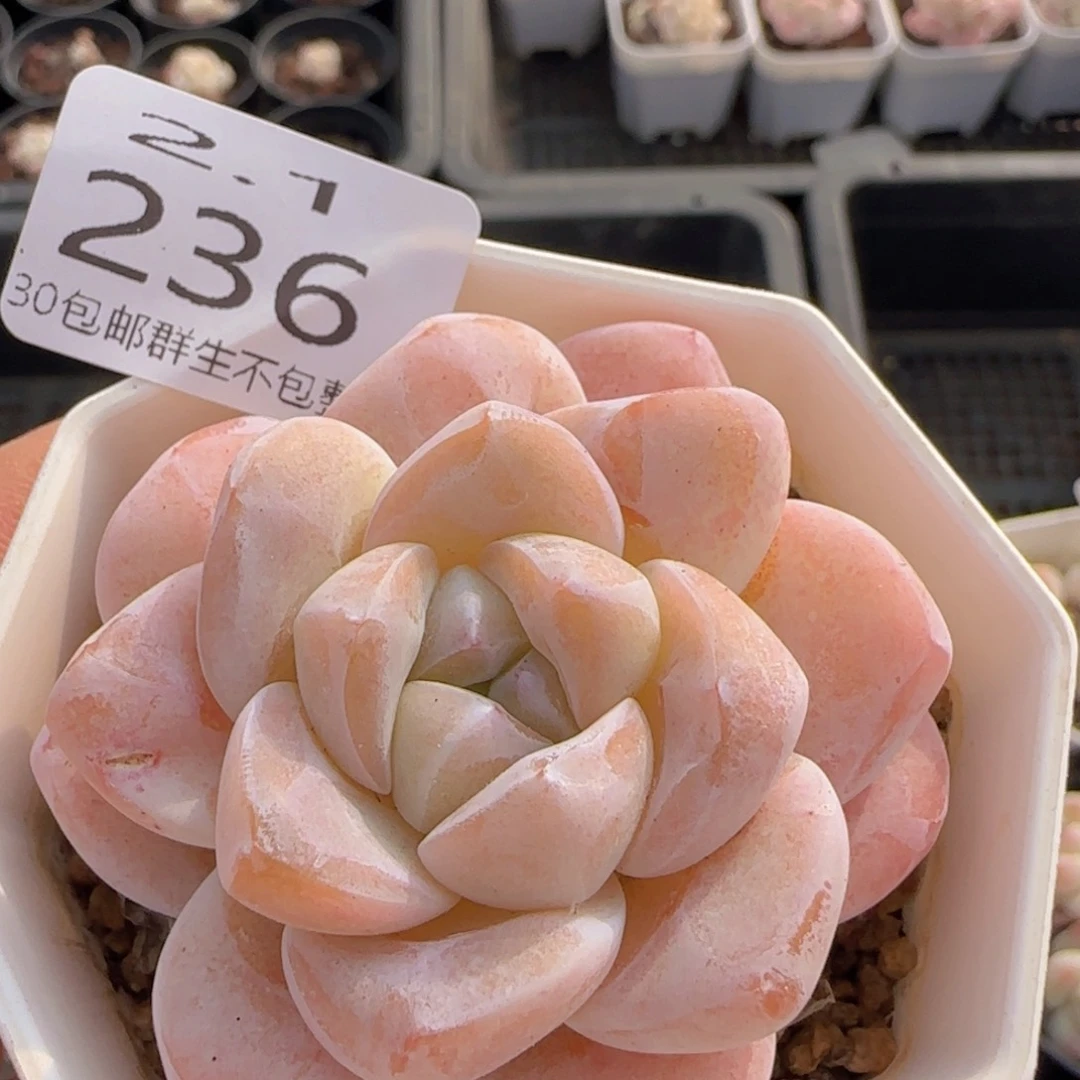 粉冰玉单头一颗脱土发货