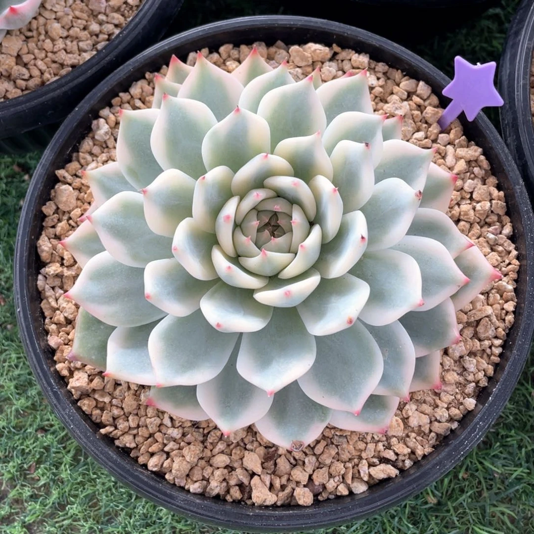 秋日福利吉娃娃锦