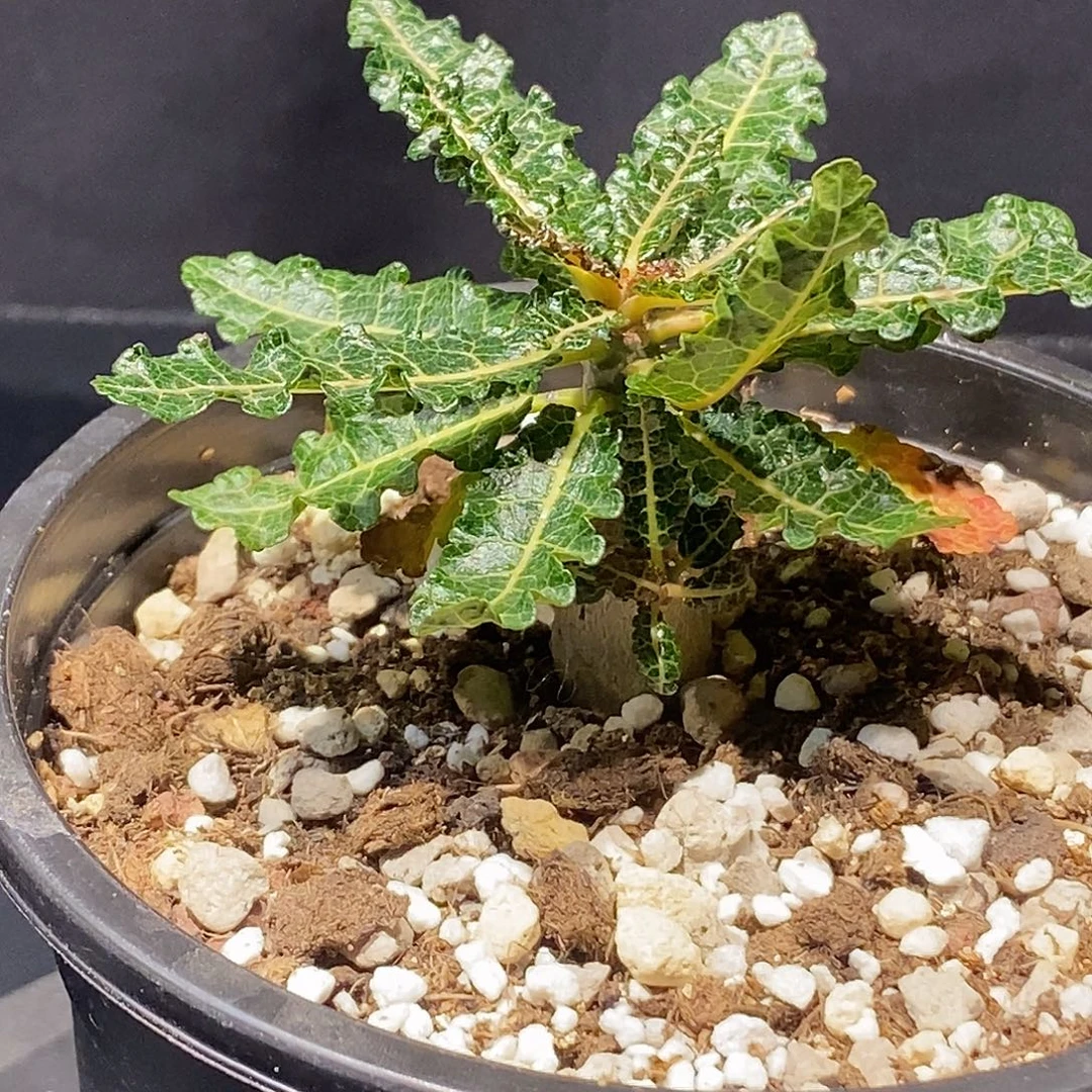 娜娜实生带盆发货