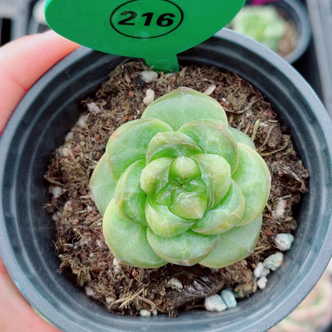 风靡园艺新品珍妮单头