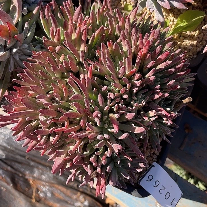 绿菊老桩多头10266