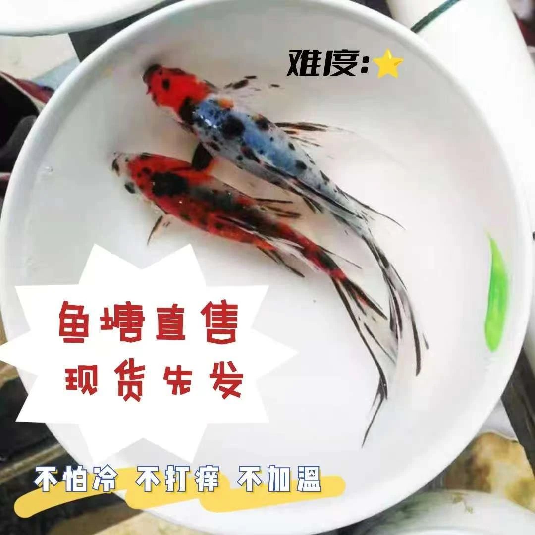 顺丰五花草金鱼冷水鱼淡水鱼兰花锦鲫锦鲤鱼活体好养易活观赏鱼