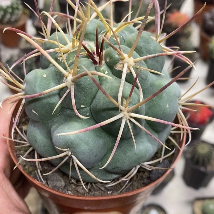 高木菲冠龙特价福利