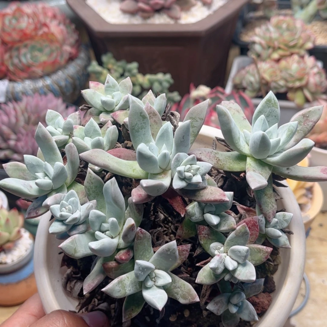 【闪购商品】871苹果叶