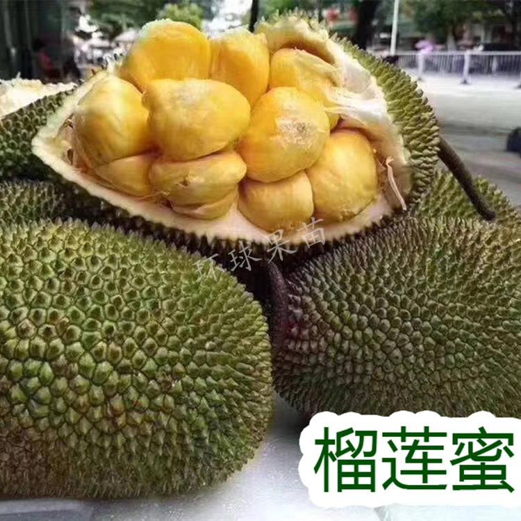 榴莲蜜苗带土带叶