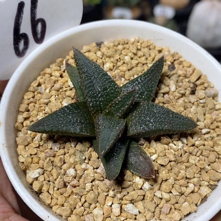 硬叶十二卷黑王66号5.5cm