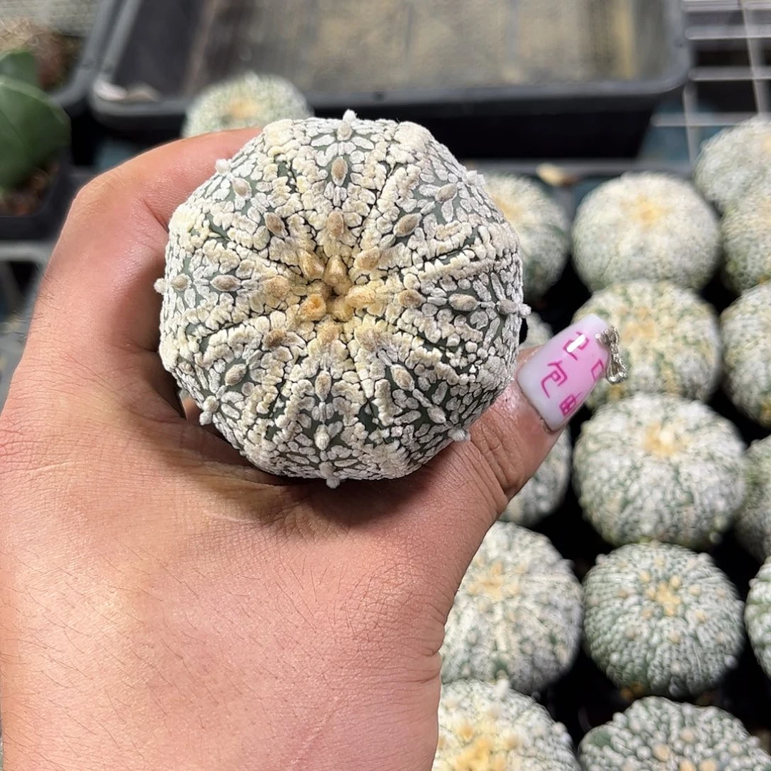 浅***福109487一物一拍单头