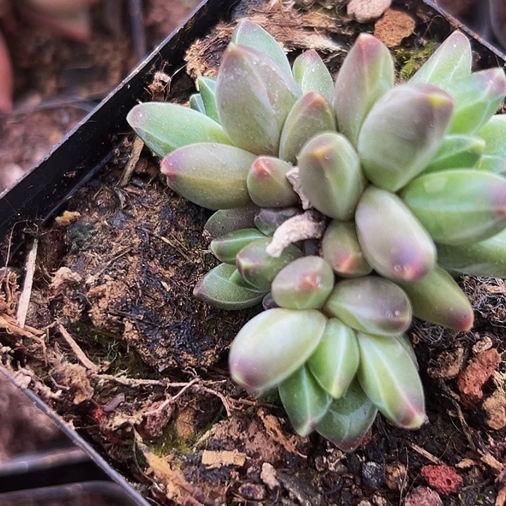 1颗美人系列多肉植物