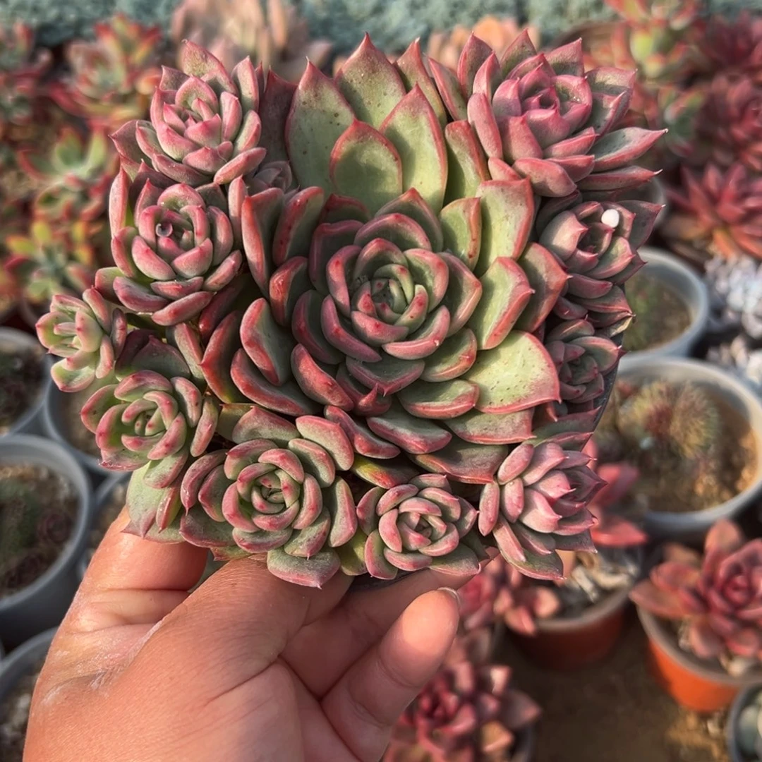 港*多肉植物富洛瑞安娜