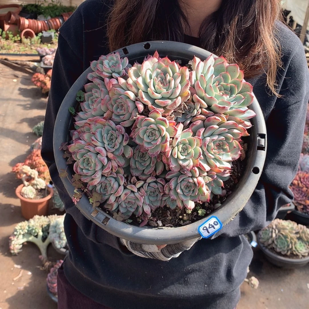 940荷花 一物一拍多肉