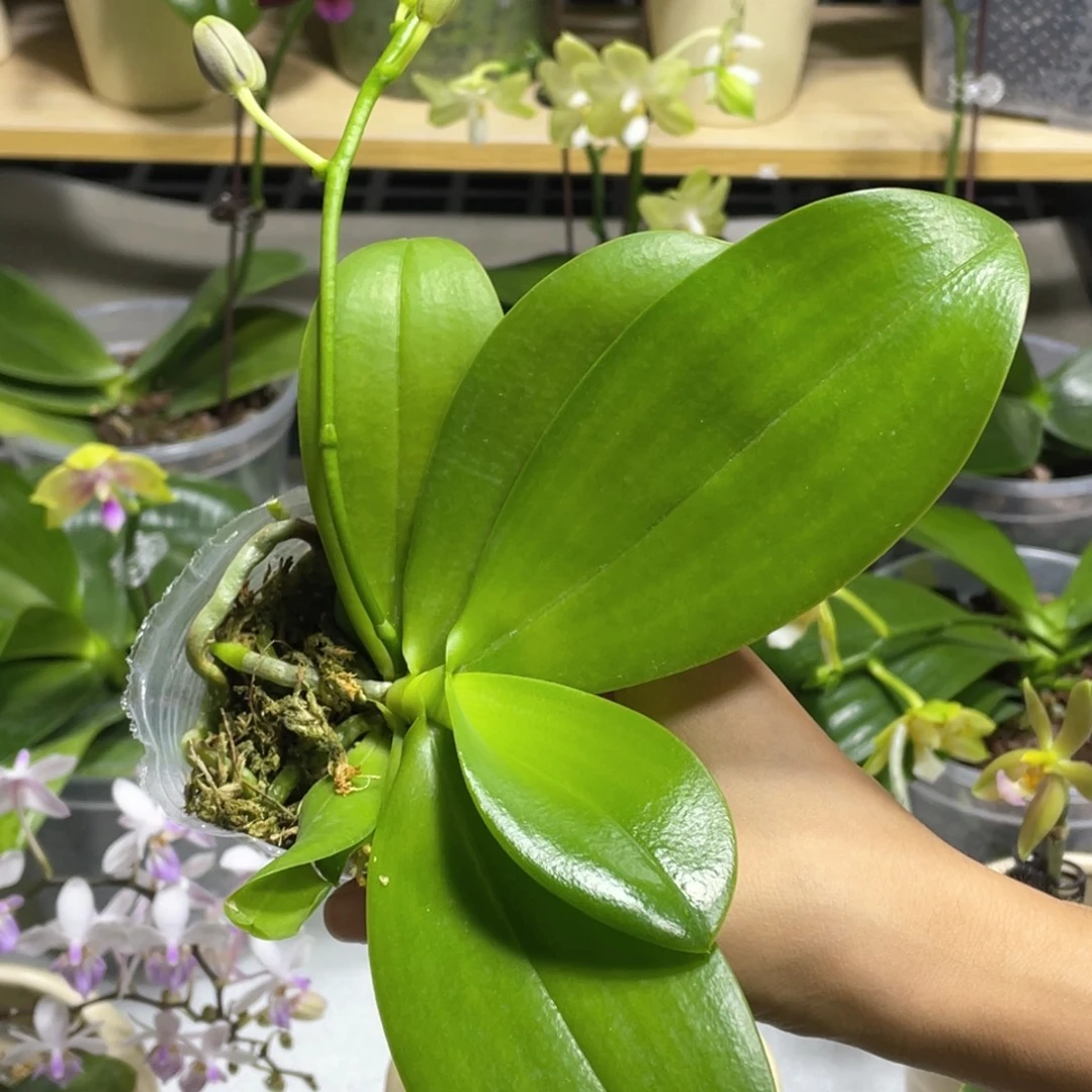 完全开放2.5寸柳林蓝星开花株