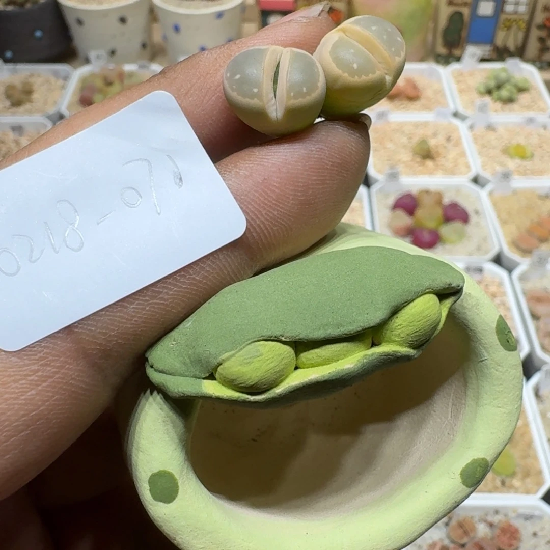 ?***?0218-071生石花