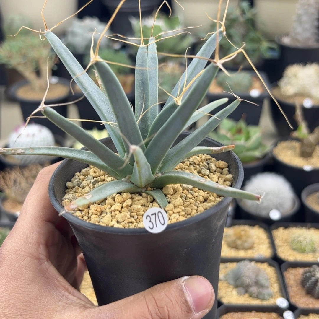 光山一物一拍370，，，