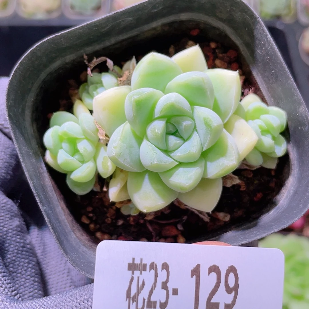 花利美23-129厚叶月影