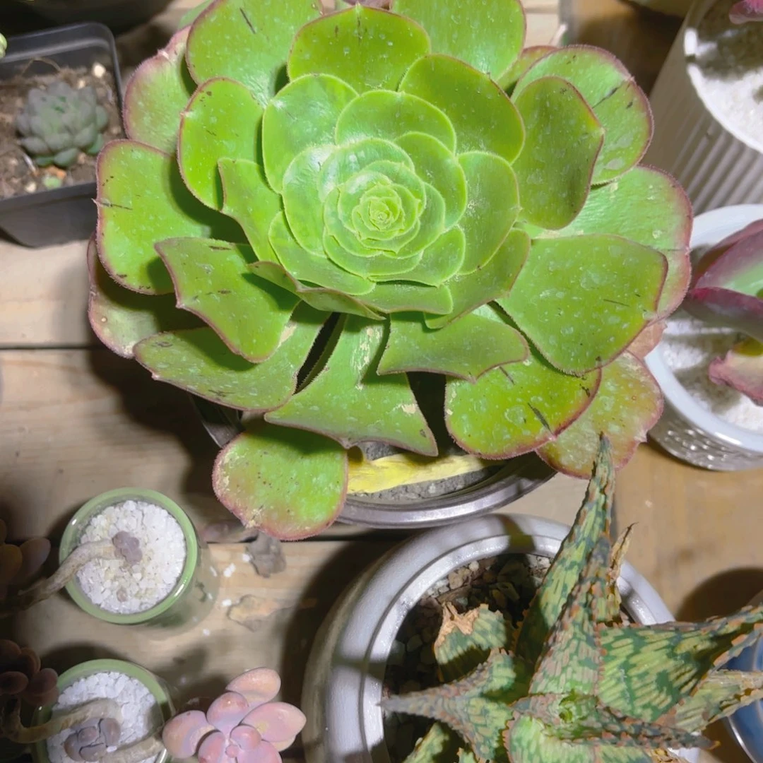 燕姿新疆包邮15cm