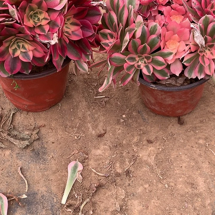 多肉植物红女郎组合52