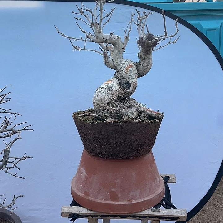 威**刀盆景植物450，元