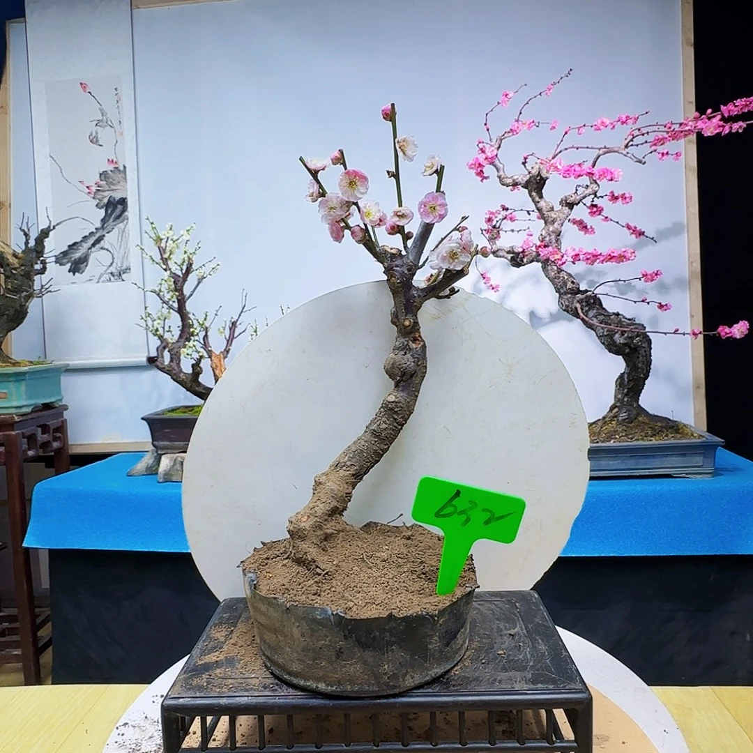 红陶年*fv j k k k k