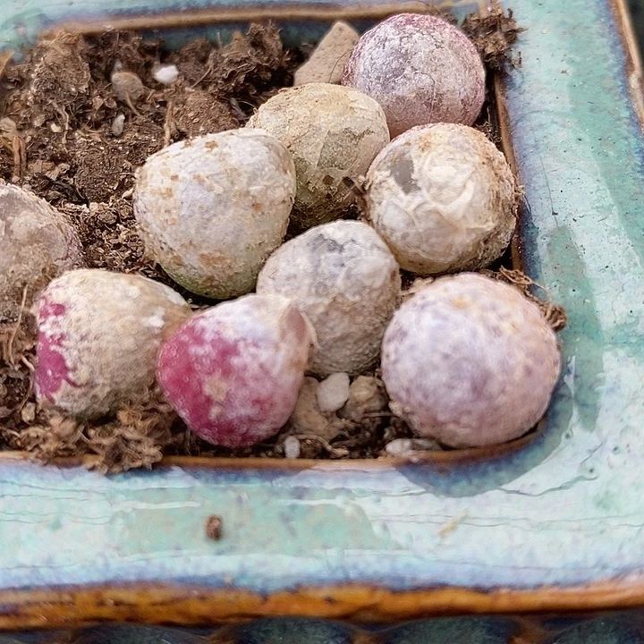 1厘米以上灯泡10颗。