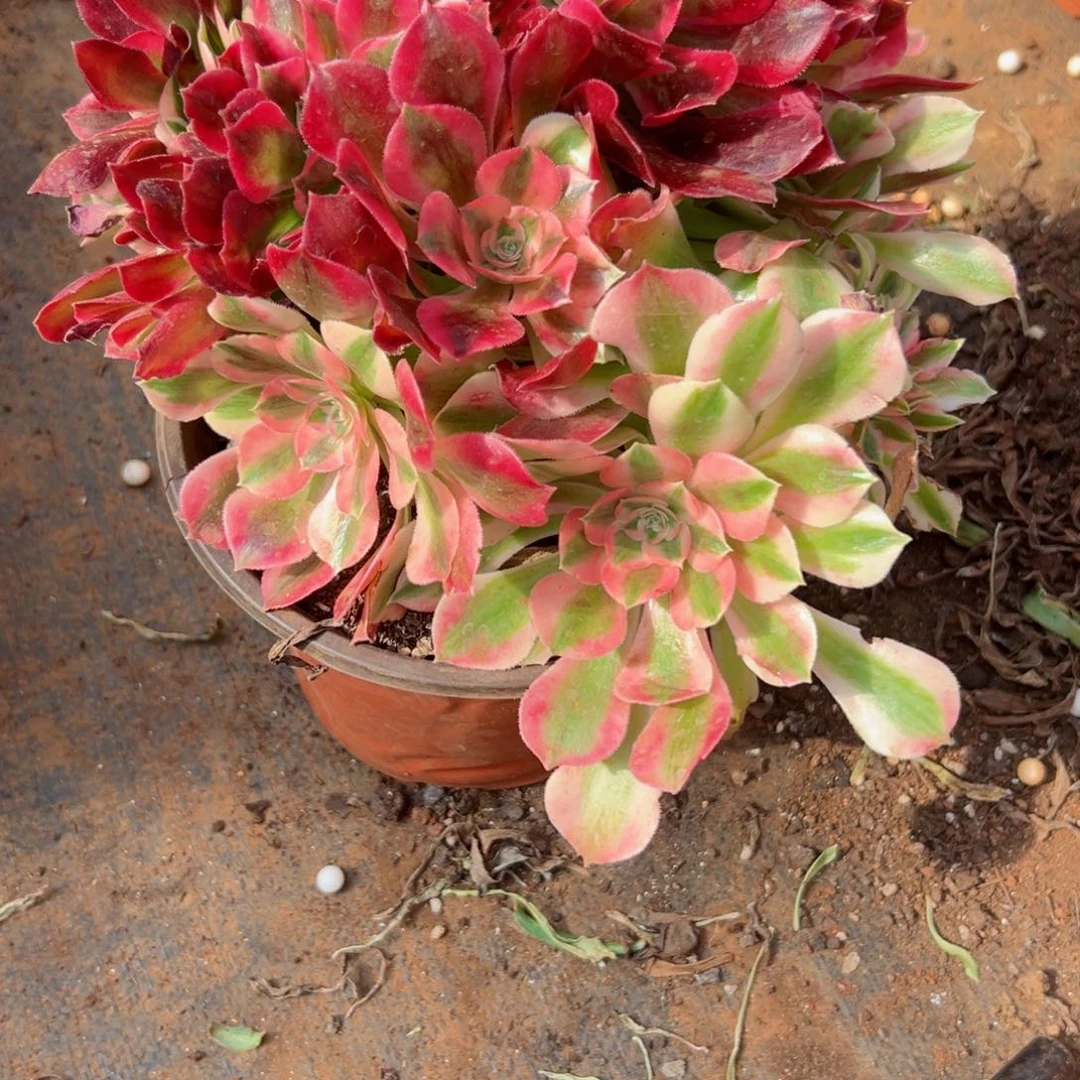 410 号多肉法师植物