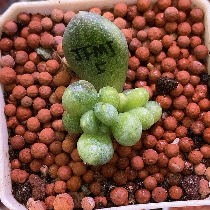 草***a加菲猫锦多肉植物