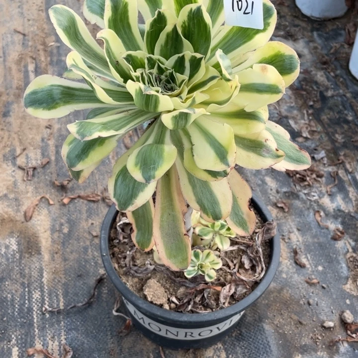 法师植物艳姿锦1021