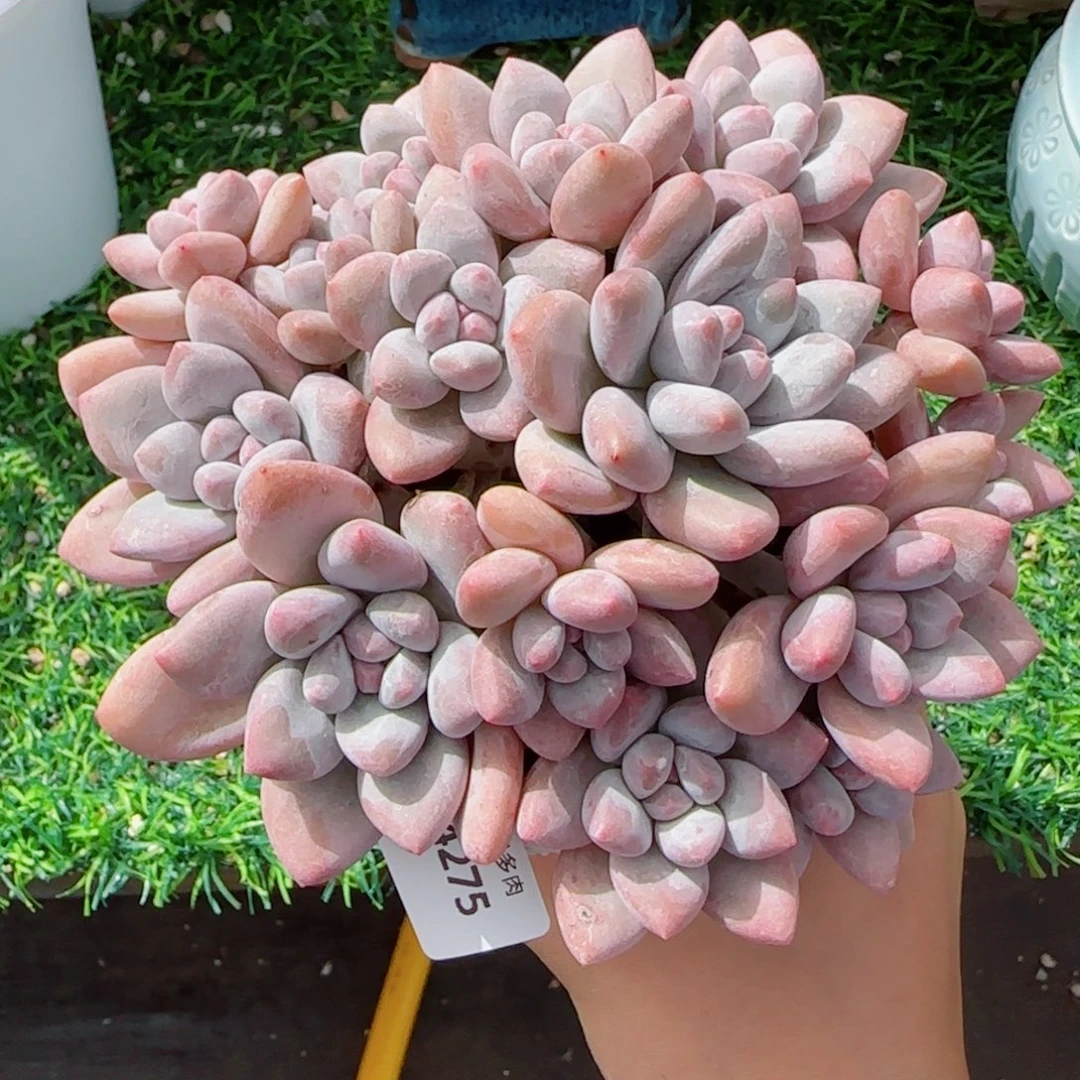 小脸香水群，4275多肉植物
