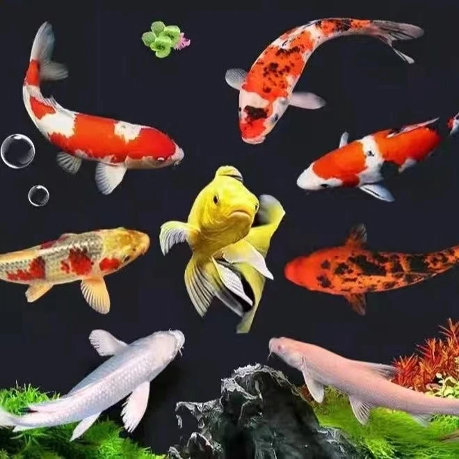 ②精品锦鲤活鱼纯种红白三色黄金招财观赏鱼公园庭院鱼池锦鲤鱼