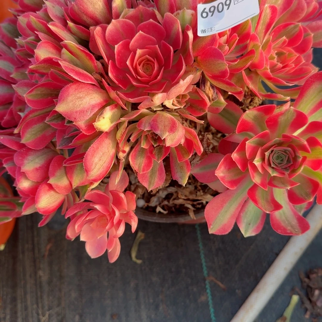 蔡*飞6909女巫有头消耗