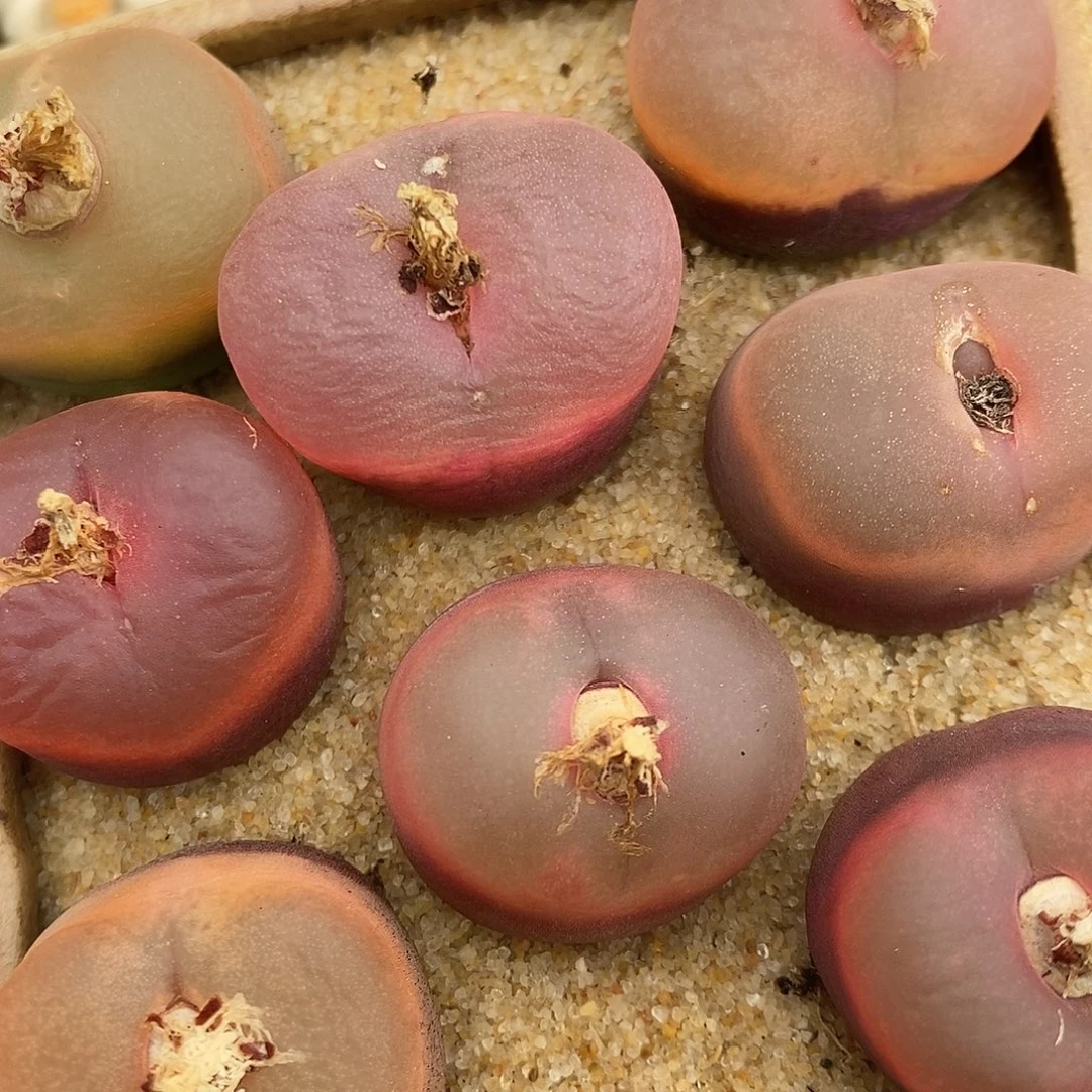 2241冰魄母本一组。