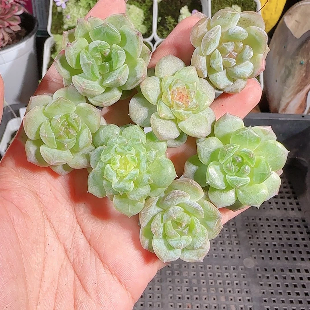 0721-:-92糖心珍妮