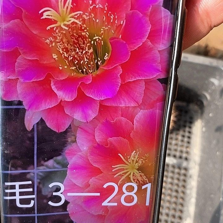 毛 3–281/侧芽歪20包邮/5公分左右